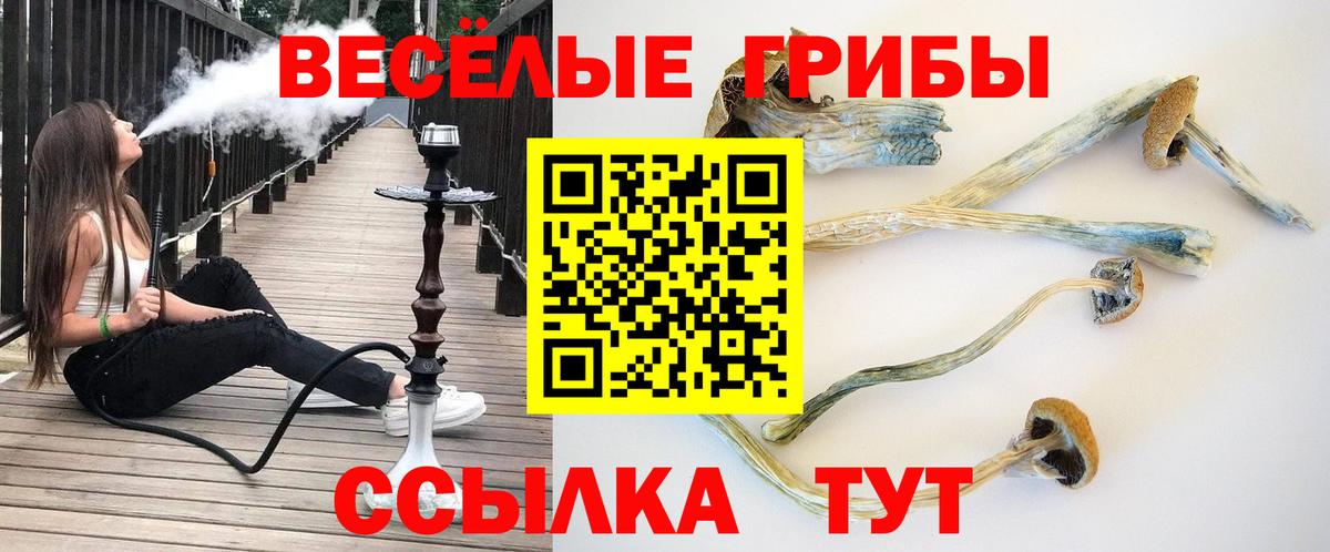 Псилоцибиновые грибы Psilocybine cubensis  продажа наркотиков  Нижнекамск  Вход с VPN 